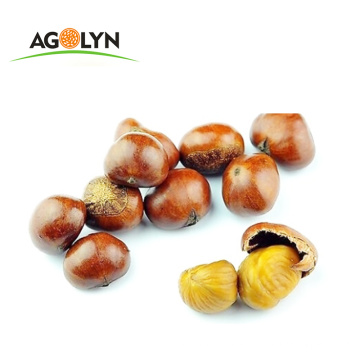 High Quality Roasted Peeled Chestnuts for Snacks